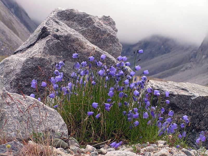 Flowers in the stones ( Angry for life )