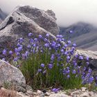 Flowers in the stones ( Angry for life )