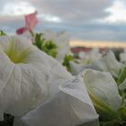 flowers in the sun