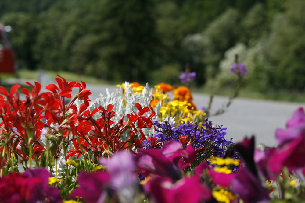 flowers in the sun