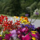 flowers in the sun