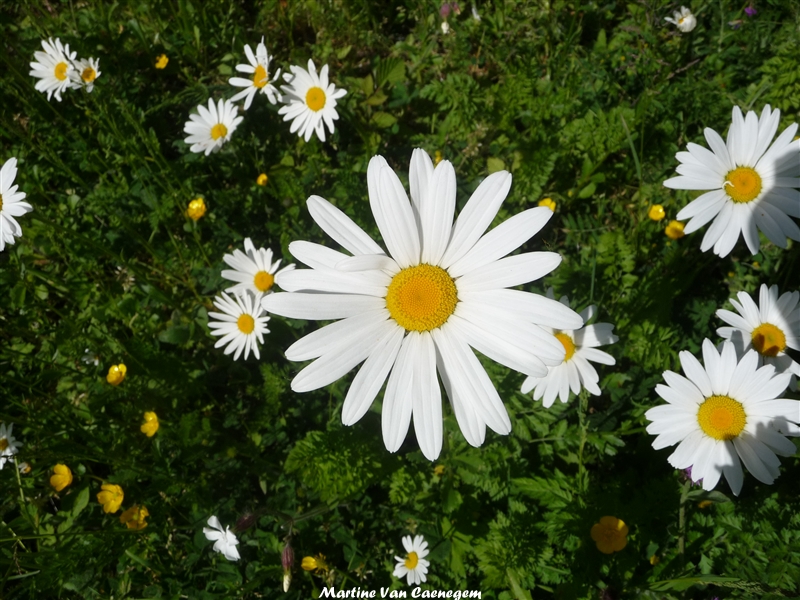 Flowers in the sun Foto & Bild plants, fungi & lichens, flowers