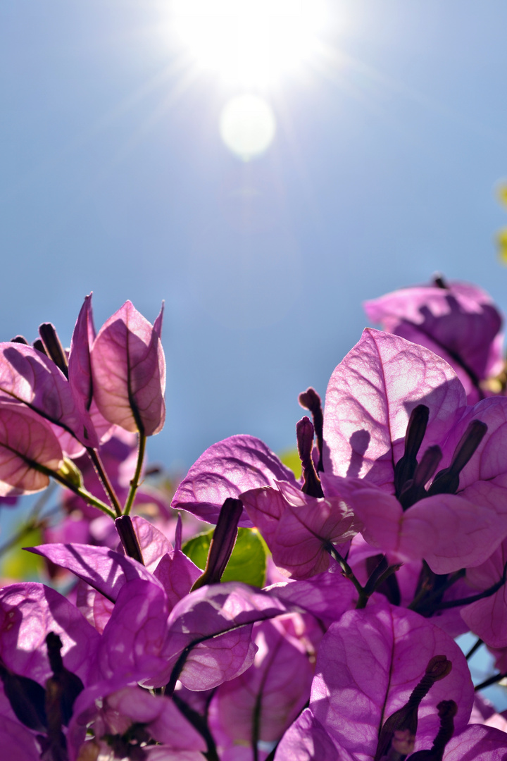 flowers in the sun