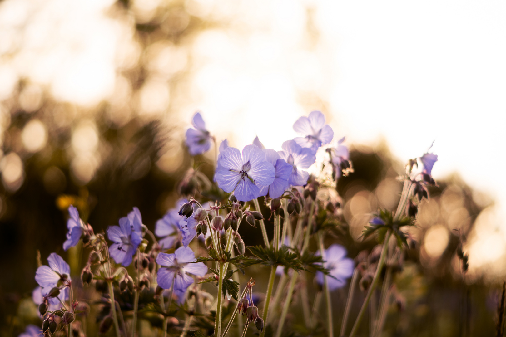 flowers in the sunset