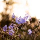 flowers in the sunset