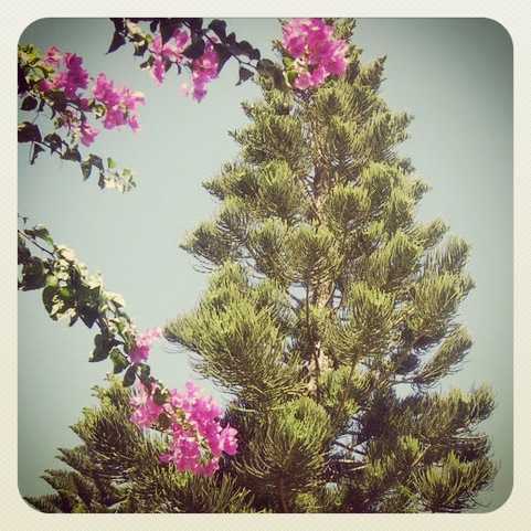 flowers in the tree