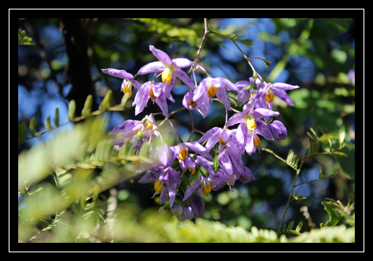 Flowers in the Victoria Falls Forest drenched by the Falls Mist