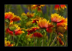 Flowers in the Wind