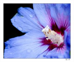 Flowers in the window