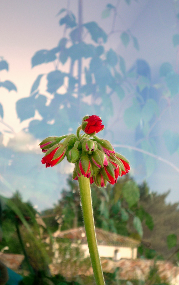 Flowers in the window