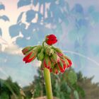 Flowers in the window