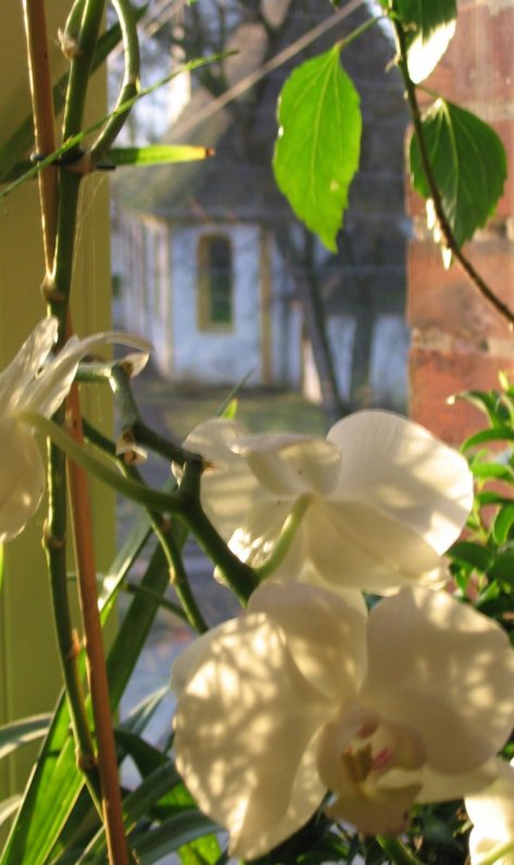 Flowers In The Window