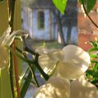 Flowers In The Window