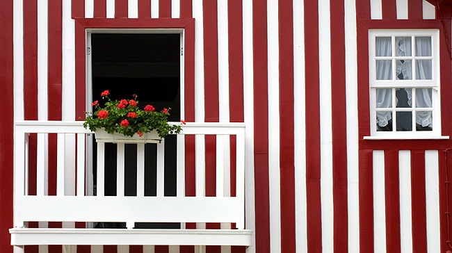 Flowers in the window / Blumen im Fenster