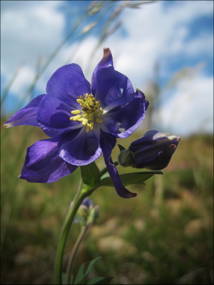 Flowers in Thoole