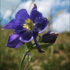 Flowers in Thoole