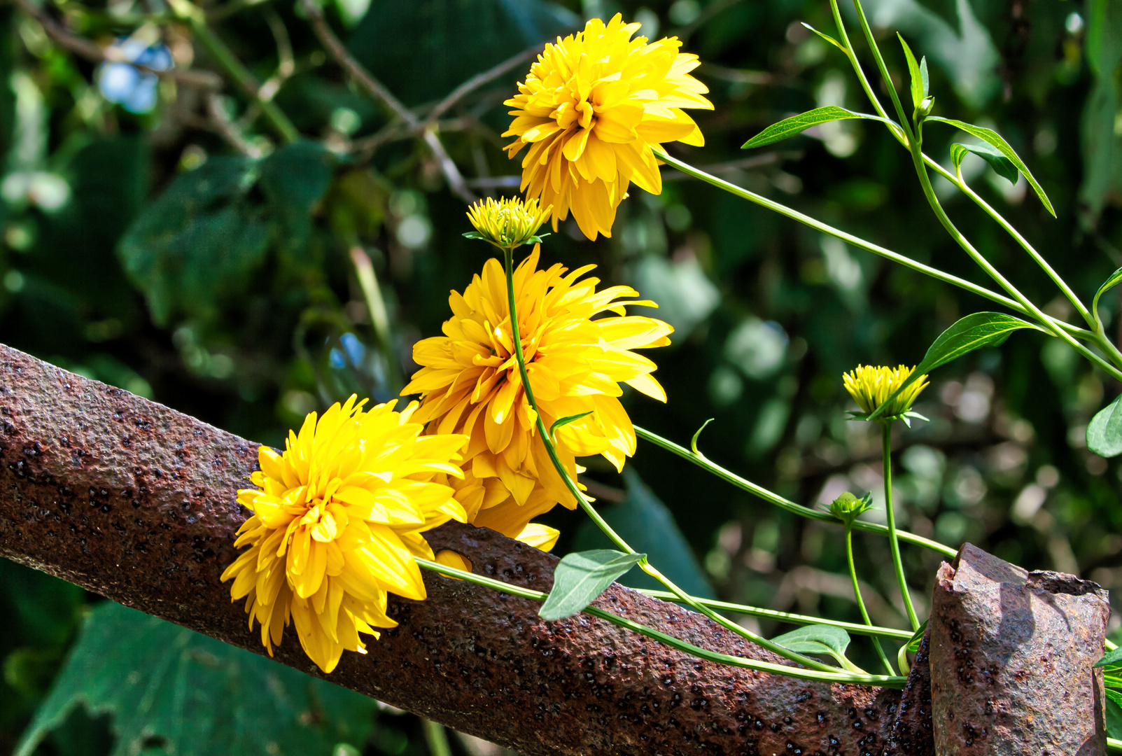 Flowers in Ukraine