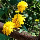 Flowers in Ukraine