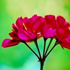 FLOWERS IN WINDOW