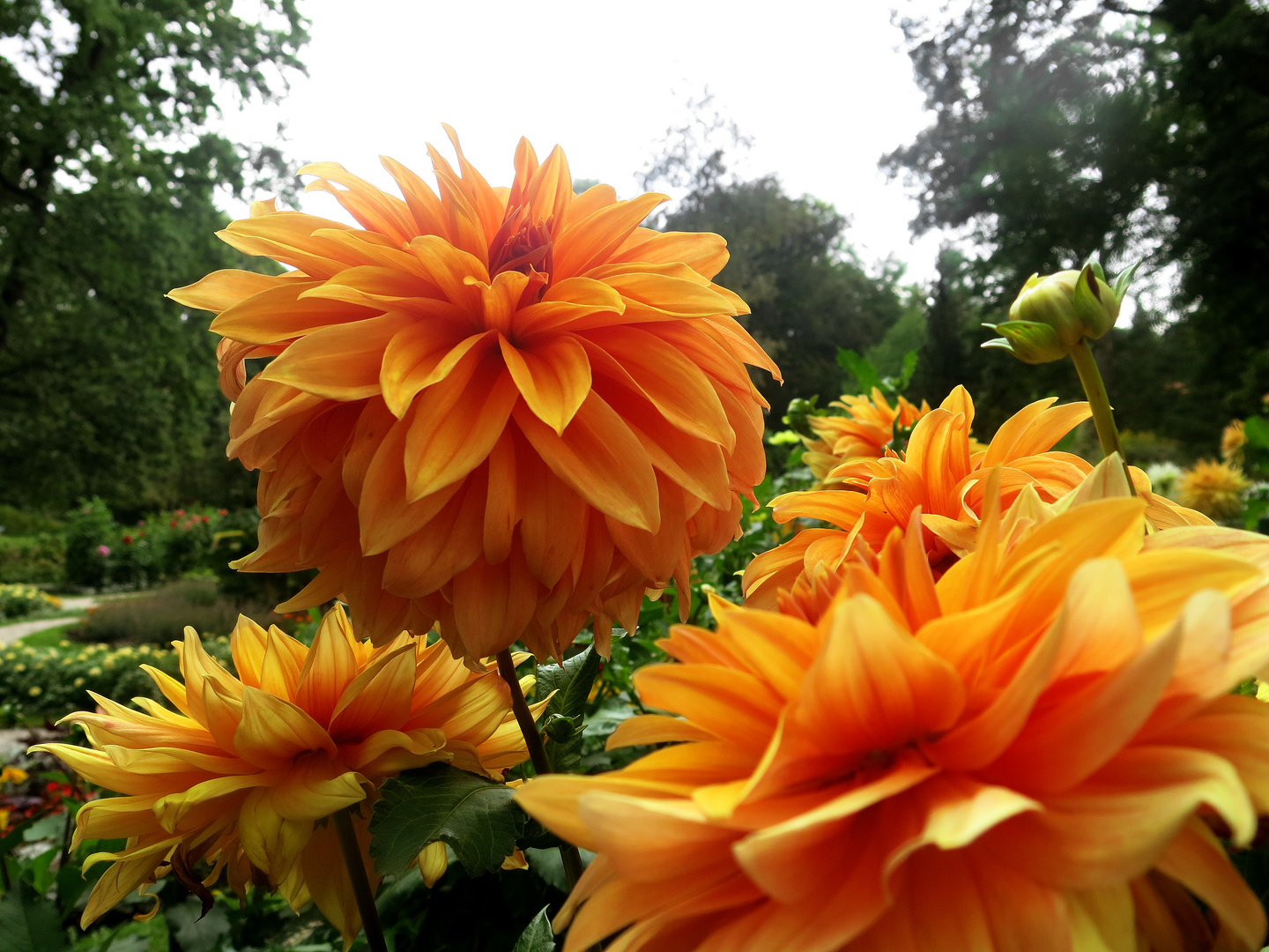 Flowers in Yellow