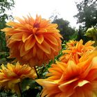 Flowers in Yellow