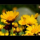 Flowers - Israel