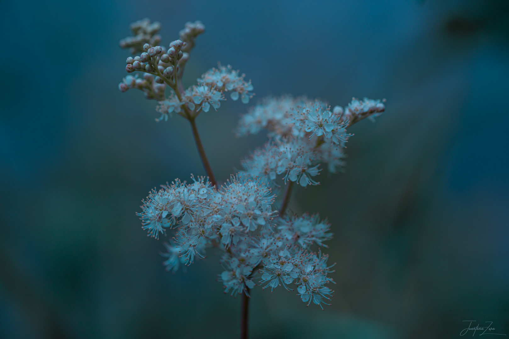 Flowers Kunst Photographie 