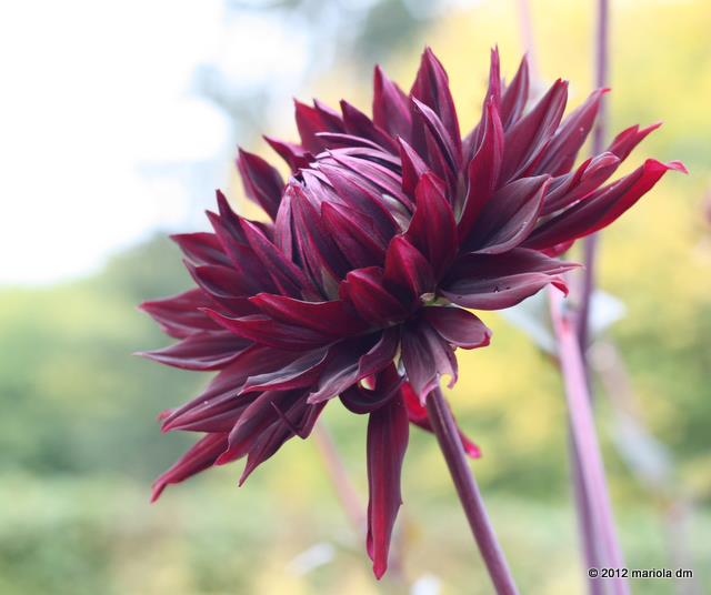 Flowers makes the gardens are full of magic..