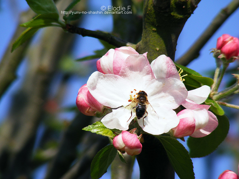 Flowers N°2.