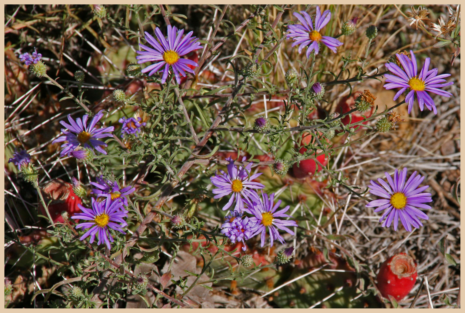 flowers near pipe creek vista south rim