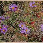 flowers near pipe creek vista south rim