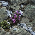 Flowers near the Gornergrat / Swiss