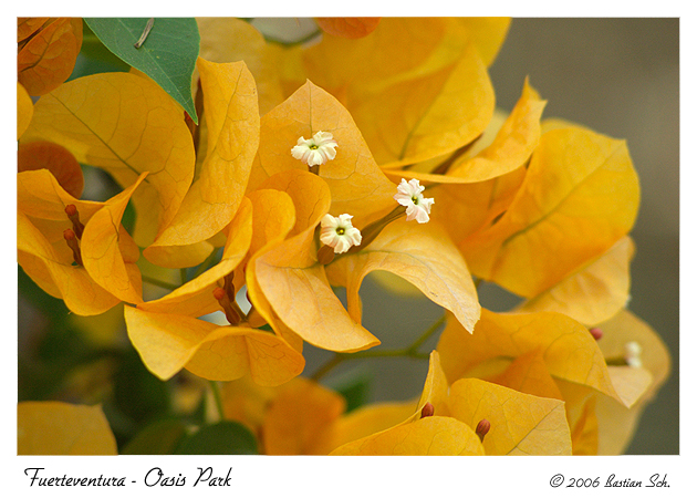 Flowers - Oasis Park Fuerteventura