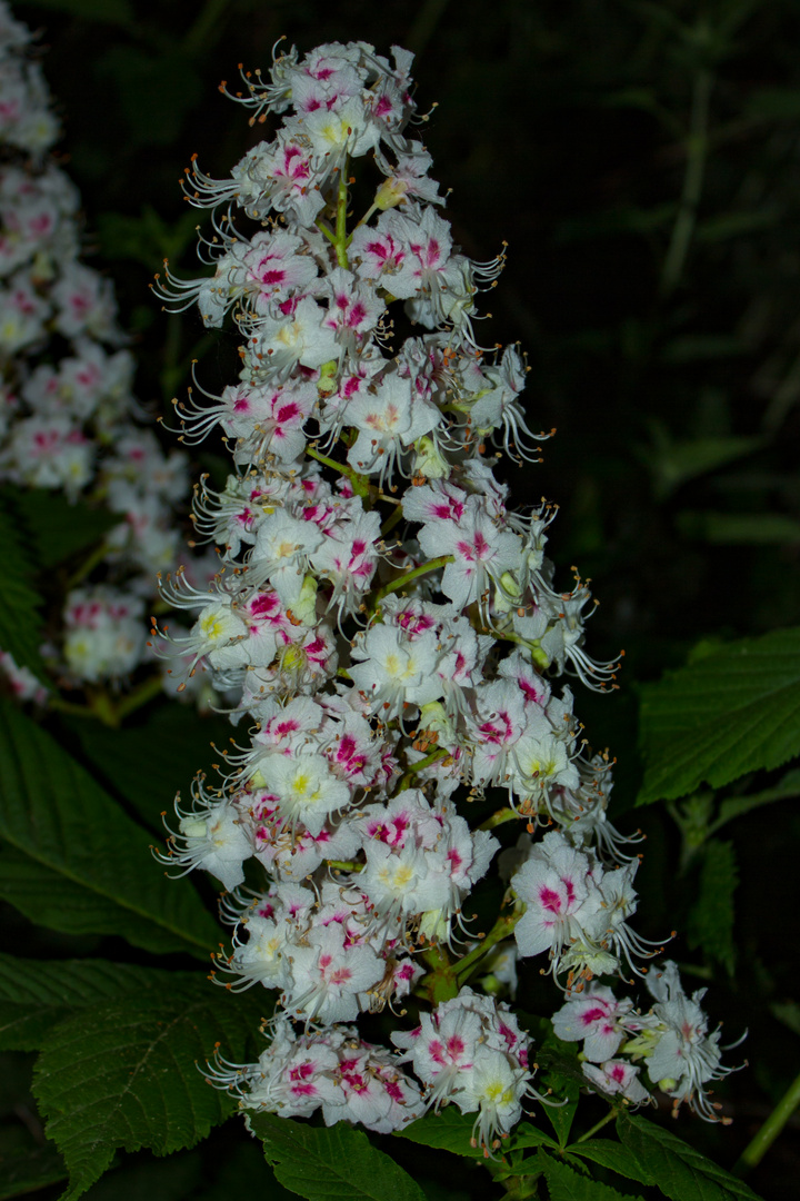 Flowers of Aesculus hippocastanum