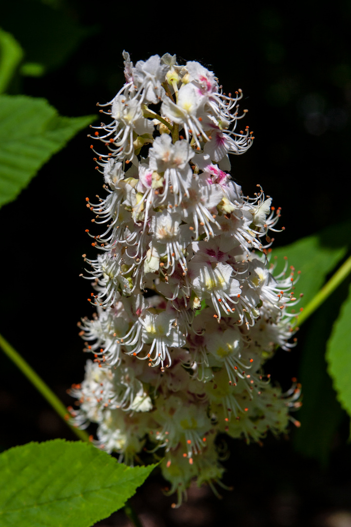 Flowers of Aesculus hippocastanum