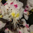 Flowers of Aesculus hippocastanum