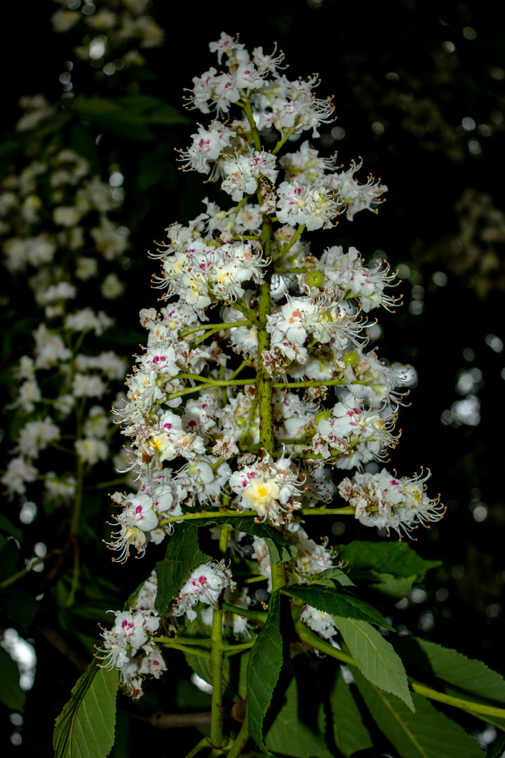 Flowers of Aesculus hippocastanum