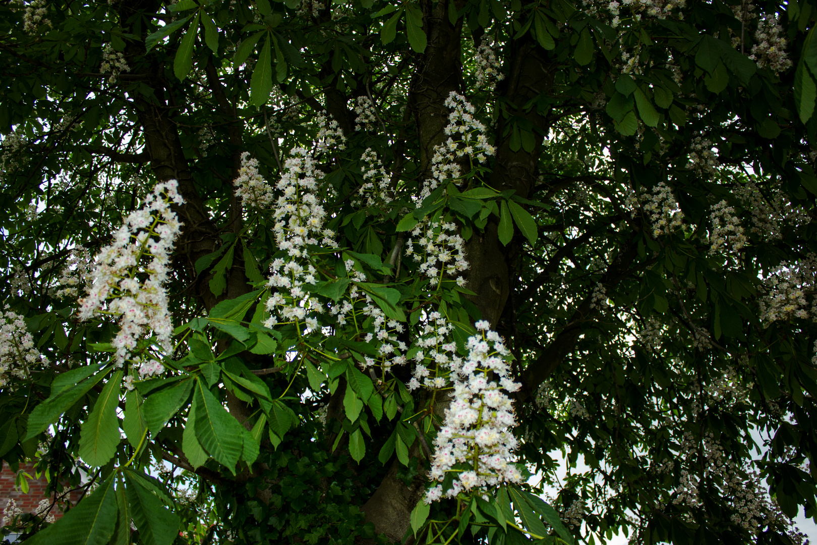 Flowers of Aesculus hippocastanum