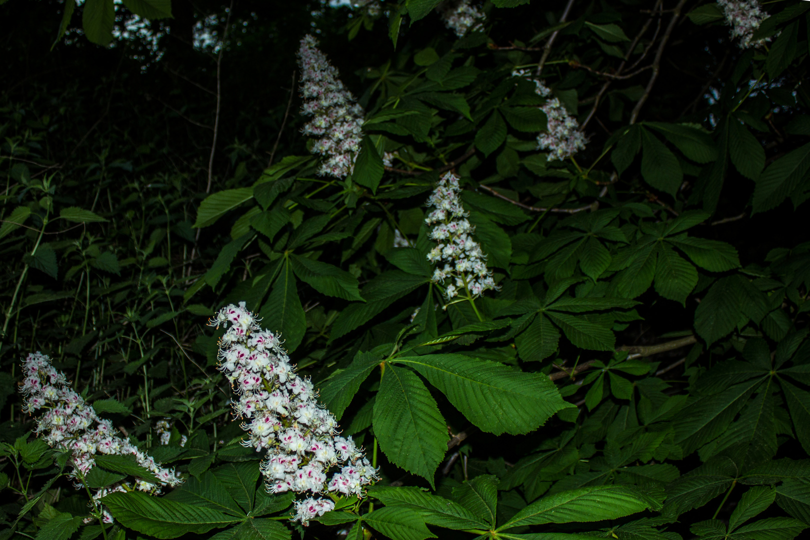 Flowers of Aesculus hippocastanum