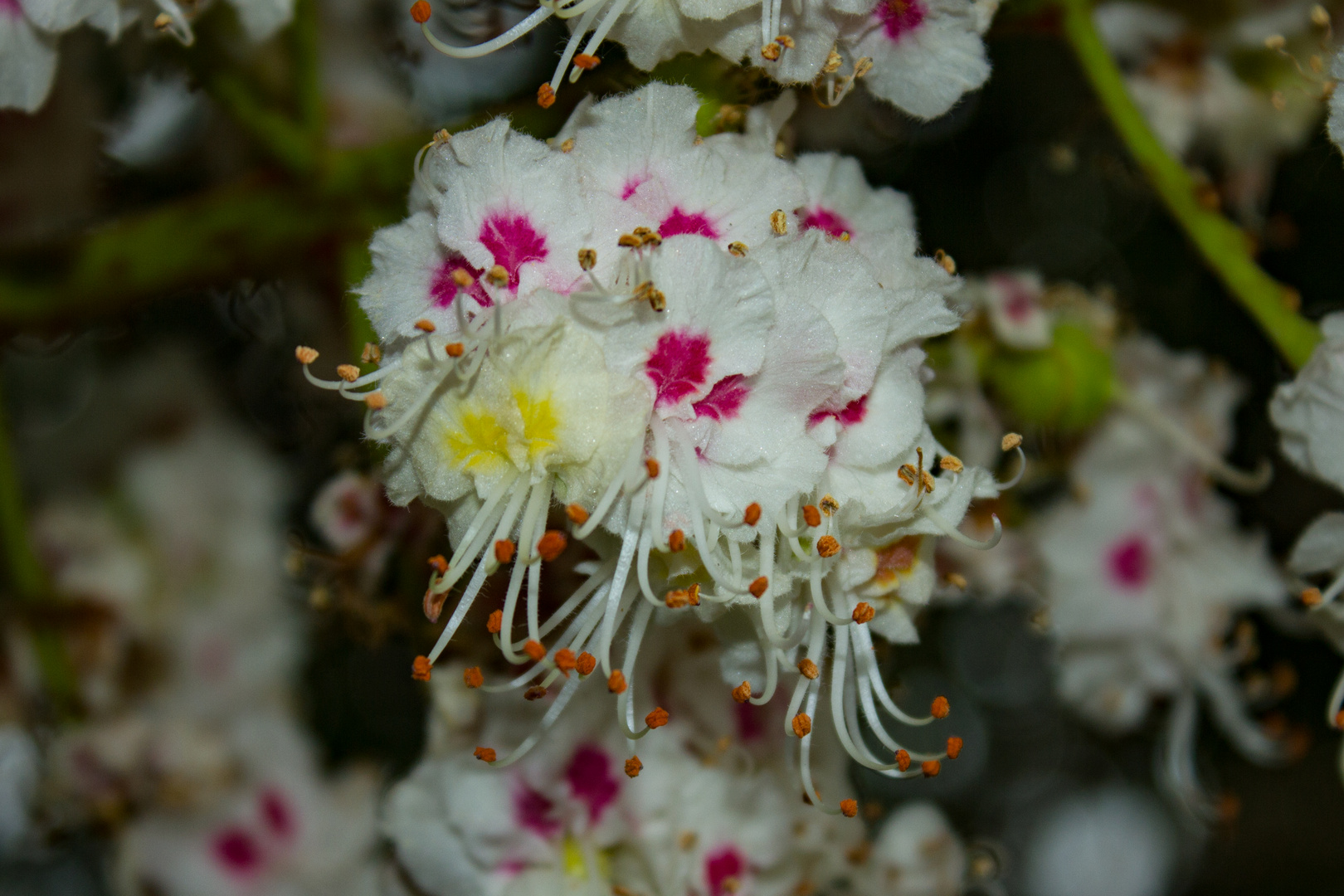 Flowers of Aesculus hippocastanum