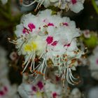 Flowers of Aesculus hippocastanum