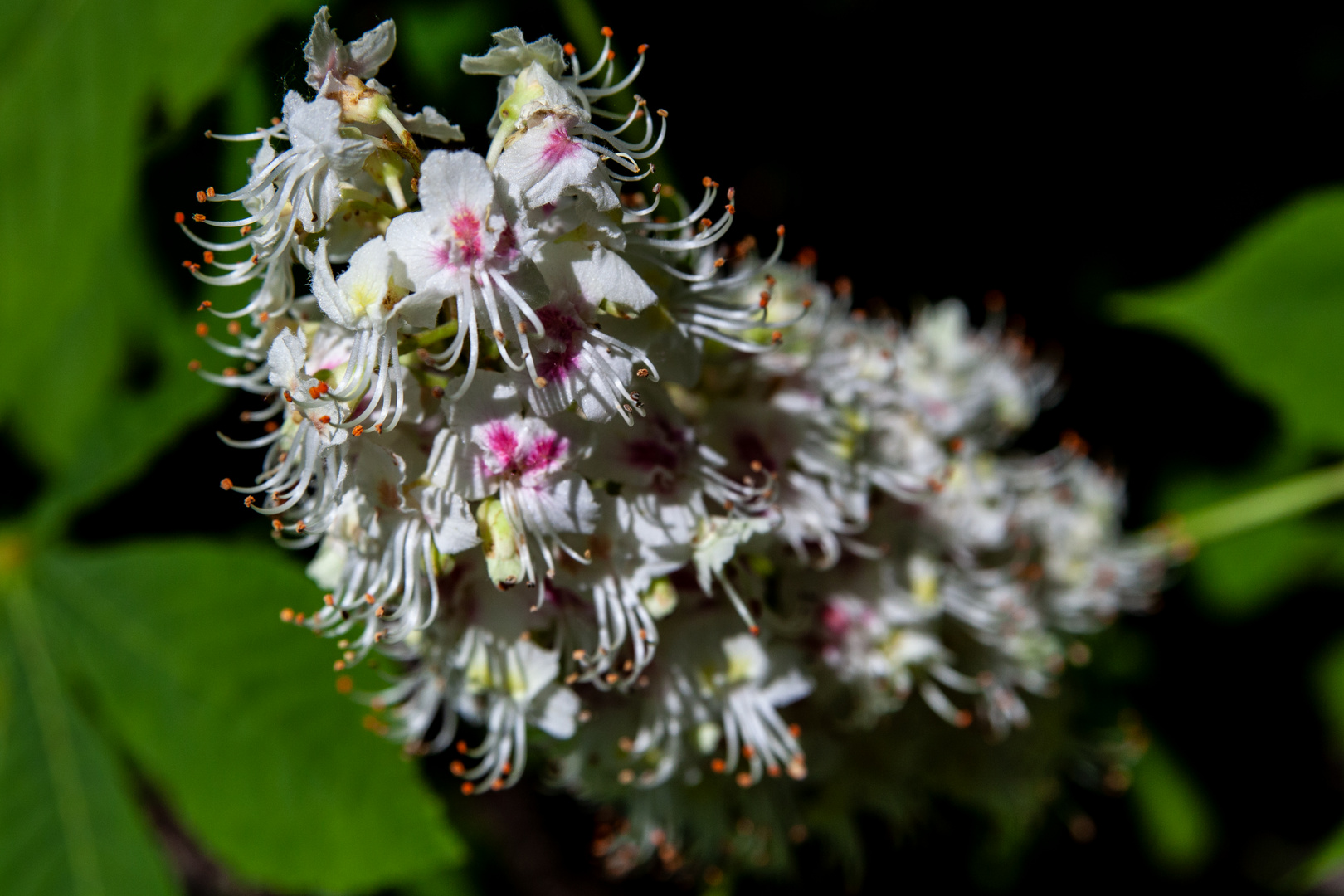 Flowers of Aesculus hippocastanum