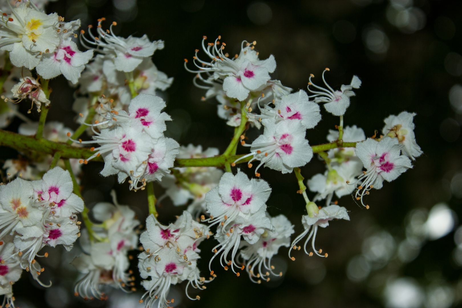 Flowers of Aesculus hippocastanum