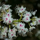 Flowers of Aesculus hippocastanum