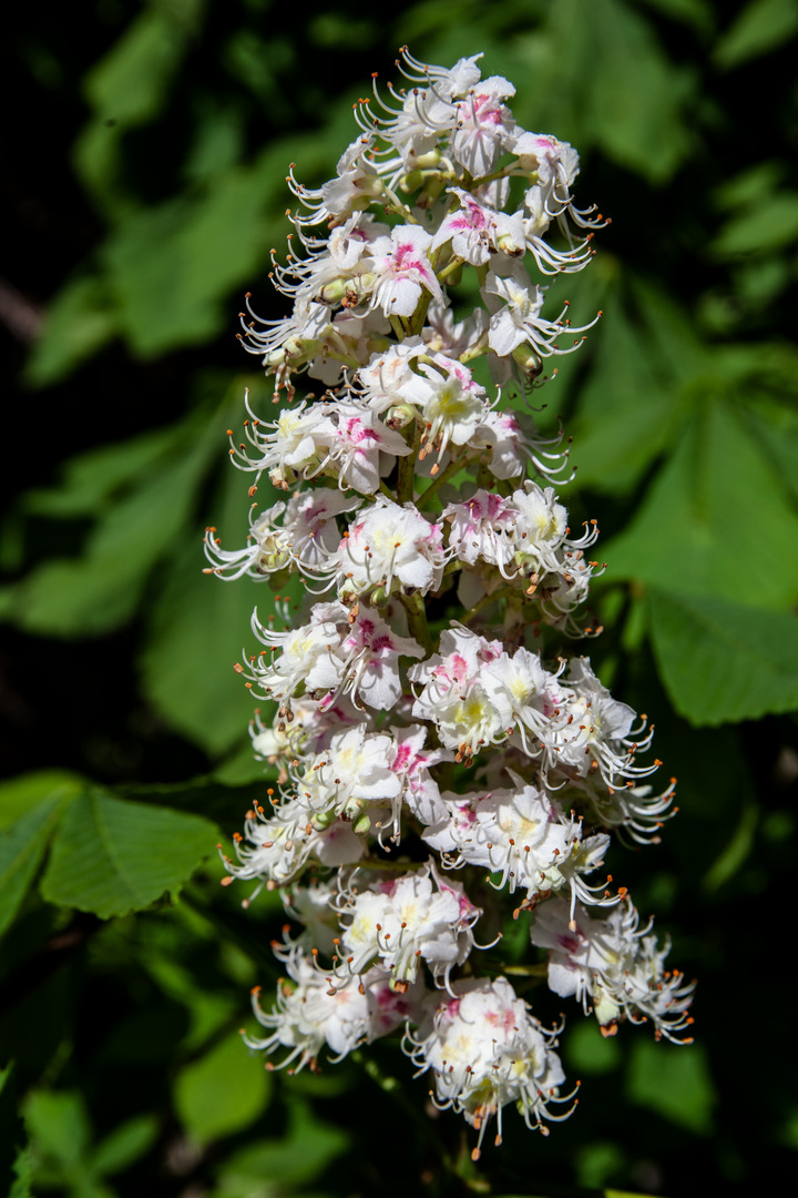 Flowers of Aesculus hippocastanum