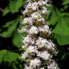 Flowers of Aesculus hippocastanum