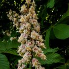 Flowers of Aesculus hippocastanum