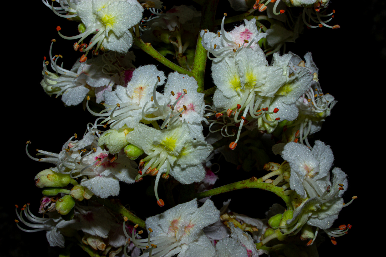 Flowers of Aesculus hippocastanum