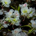 Flowers of Aesculus hippocastanum