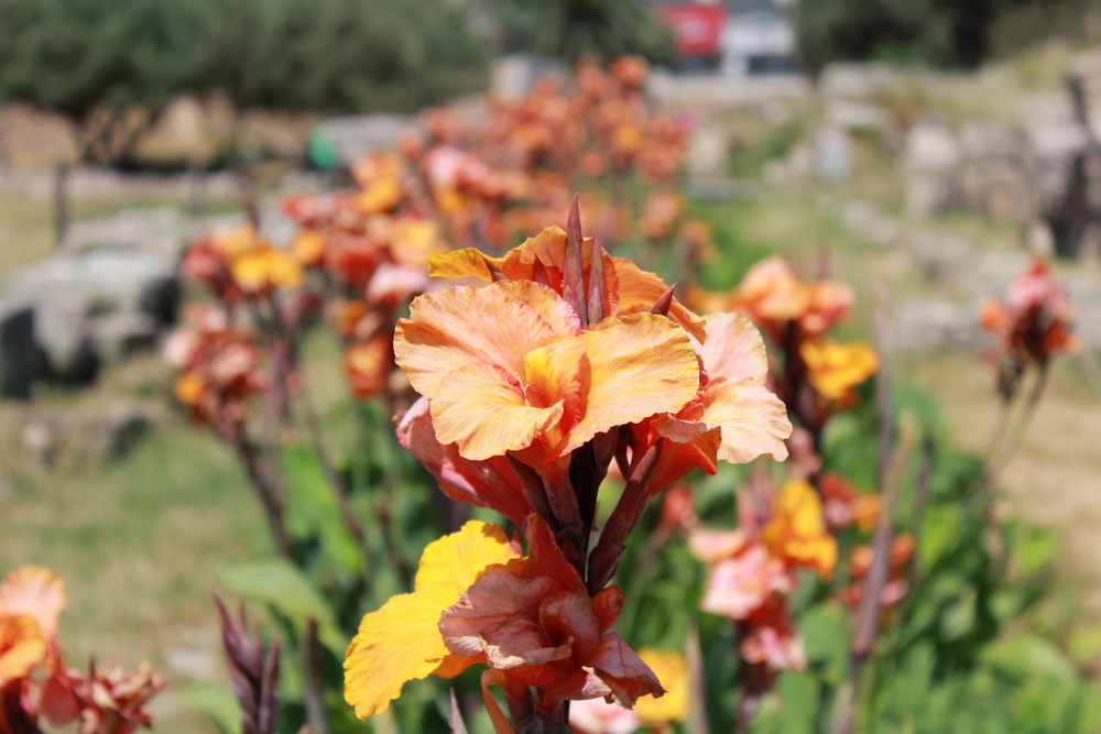 Flowers of Athens